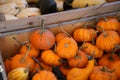 Composition with halloween pumpkins