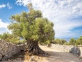 More than 1600 years old wild olive tree Royalty Free Stock Photo