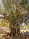 More than 2000 years old wild olive tree Royalty Free Stock Photo