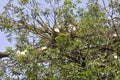 Birds in the nest of a tree