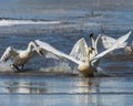 More Tundra Swan activity leaping onto the ice