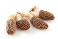 Morel