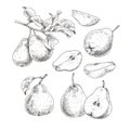 Hand drawn fresh pears. Set sketches with whole pears, cut in half and pear branch. Royalty Free Stock Photo