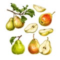 Hand drawn fresh pears. Set sketches with whole pears, cut in half and pear branch. Royalty Free Stock Photo