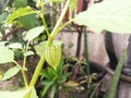 Morel Berry or Physalis Angulata