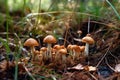 Morel Closeup Of Forest Mushrooms In The Grass, Autumn Season Small Mushrooms. Generative AI Royalty Free Stock Photo