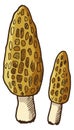 Morel color icon. Hand drawn forest mushroom