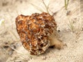 Morel conic Morchella conica Pers., growing on sand Royalty Free Stock Photo