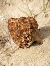 Morel conic Morchella conica Pers. grows on sand