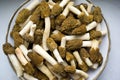Morel conical`Morchella conica`, a bunch of delicious edible mushrooms, delicious European wild mushrooms on a plate