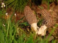 Morchella, edible mushroom.