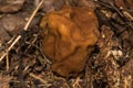 Morel (Gyromitra gigas) mushroom