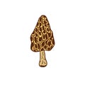 Morel icon design. Vegan sticker and patch. Mushroom vector illustration.