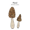 Morel Morchella esculenta , edible mushroom Royalty Free Stock Photo