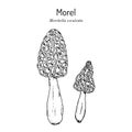 Morel Morchella esculenta , edible mushroom Royalty Free Stock Photo