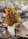 Morel Morchella mushroom on the ground