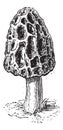 Morel or Morchella sp., vintage engraving