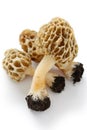 Morel,morille Royalty Free Stock Photo