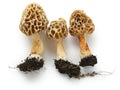 Morel, morille Royalty Free Stock Photo