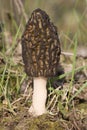 Morel mushroom