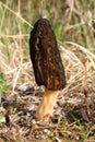 Morel Mushroom