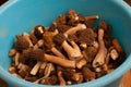 Morel mushroom. Big harvest Royalty Free Stock Photo