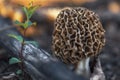 Morel Mushroom in forest