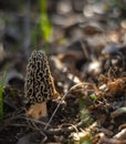 Morel mushroom in a forest with soft sunlight and shallow depth of field