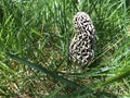 Morel mushroom in a grassy yard