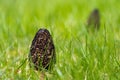 The morel mushroom. Green grass Royalty Free Stock Photo