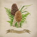 Morel mushroom group vintage style decor. Watercolor illustration. Hand drawn morchella fungus natural element. Forest