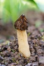 The Morel mushroom growing in the forest. Royalty Free Stock Photo