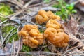 Morel mushroom, gyromitra gigas known as snow morel, calf brain or bull nose