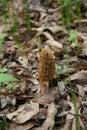 Morel Mushroom 2019 I