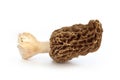 Morel mushroom isolated