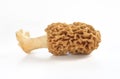 Morel mushroom isolated on white background Royalty Free Stock Photo