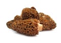 Morel mushroom Morchella Royalty Free Stock Photo