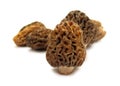 Morel mushroom Morchella