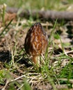 Morel mushroom Morchella