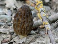 Morel Mushroom - Morchella brunnea