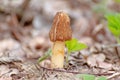 Morel mushroom, morchella conica, morchella elata, in the natural forest background Royalty Free Stock Photo