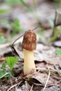 Morel mushroom, morchella conica, morchella elata, in the natural forest background Royalty Free Stock Photo