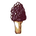 Morel mushroom, morchella, edible sac fungi icon