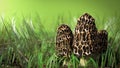 Morel Mushroom Scene