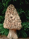 Morel Mushroom Royalty Free Stock Photo