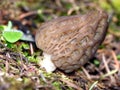 Morel Mushroom up Close Royalty Free Stock Photo