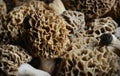 Morel Mushrooms Royalty Free Stock Photo