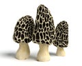 Morel Mushrooms Royalty Free Stock Photo