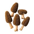 Morel mushrooms with honeycomb-textured caps on a white background Royalty Free Stock Photo
