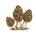 Morel mushrooms illustration